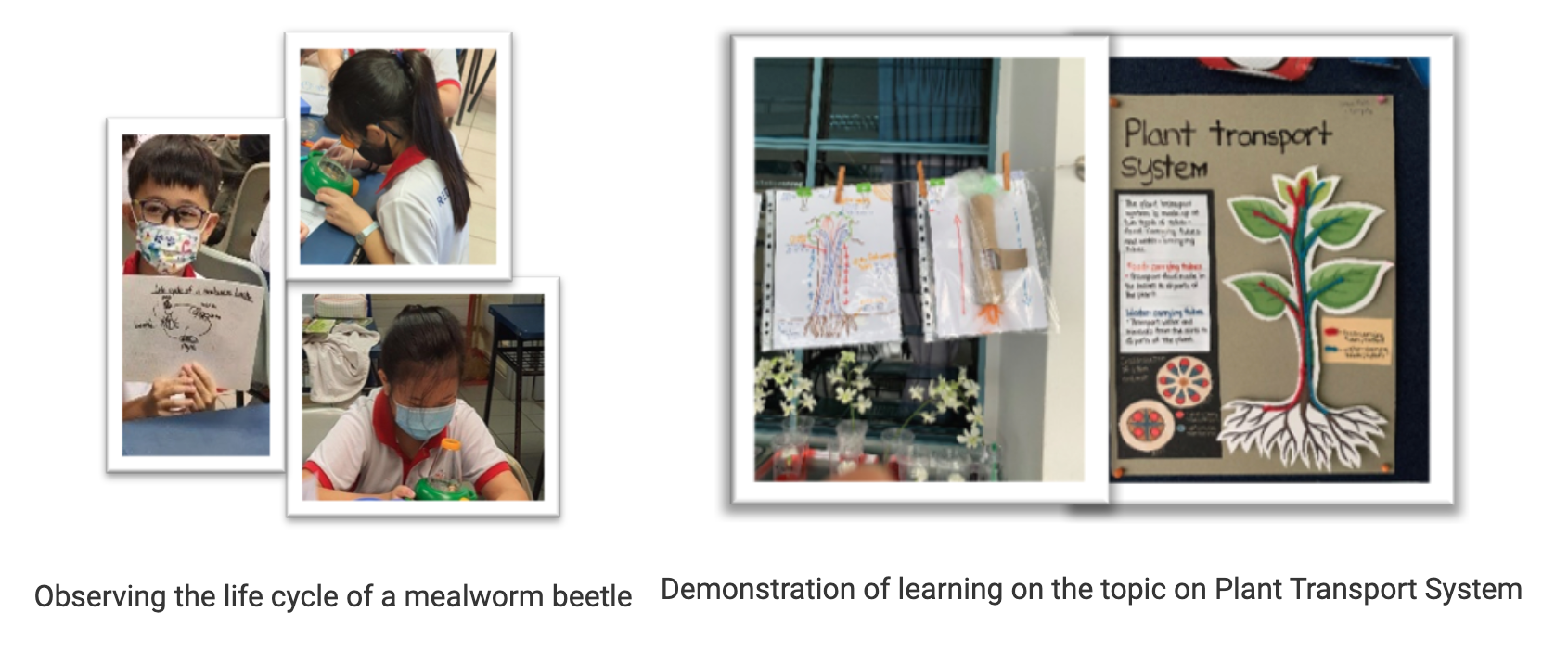 Students observing mealworm beetle life cycle and a plant transport system poster with drawings displayed.